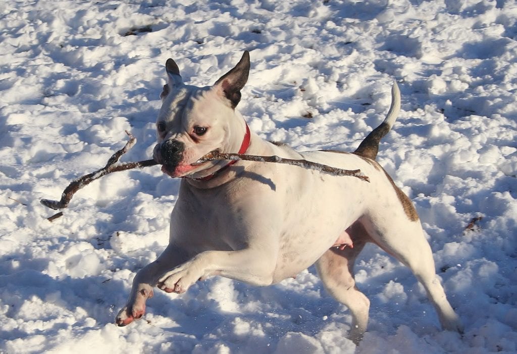 These freezing temps are not what us Southerners are used to, so a lot of us opt to stay inside and neglect getting out there with our dogs. For active breeds, this doesn't bode very well - they need a way to release that energy (unless you want your couch destroyed). So, here's your #realitycheck: you can still have fun with your dog in winter! Here are a few winter activities to do with your dog when the temps start dropping. | Dog Training In Your Home Myrtle Beach